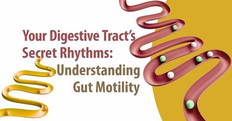 Your Digestive Tract’s Secret Rhythms: Understanding Gut Motility 