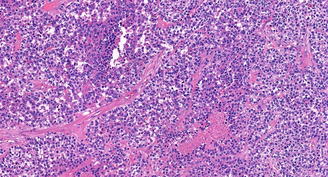 Surgical-pathology_4.jpg