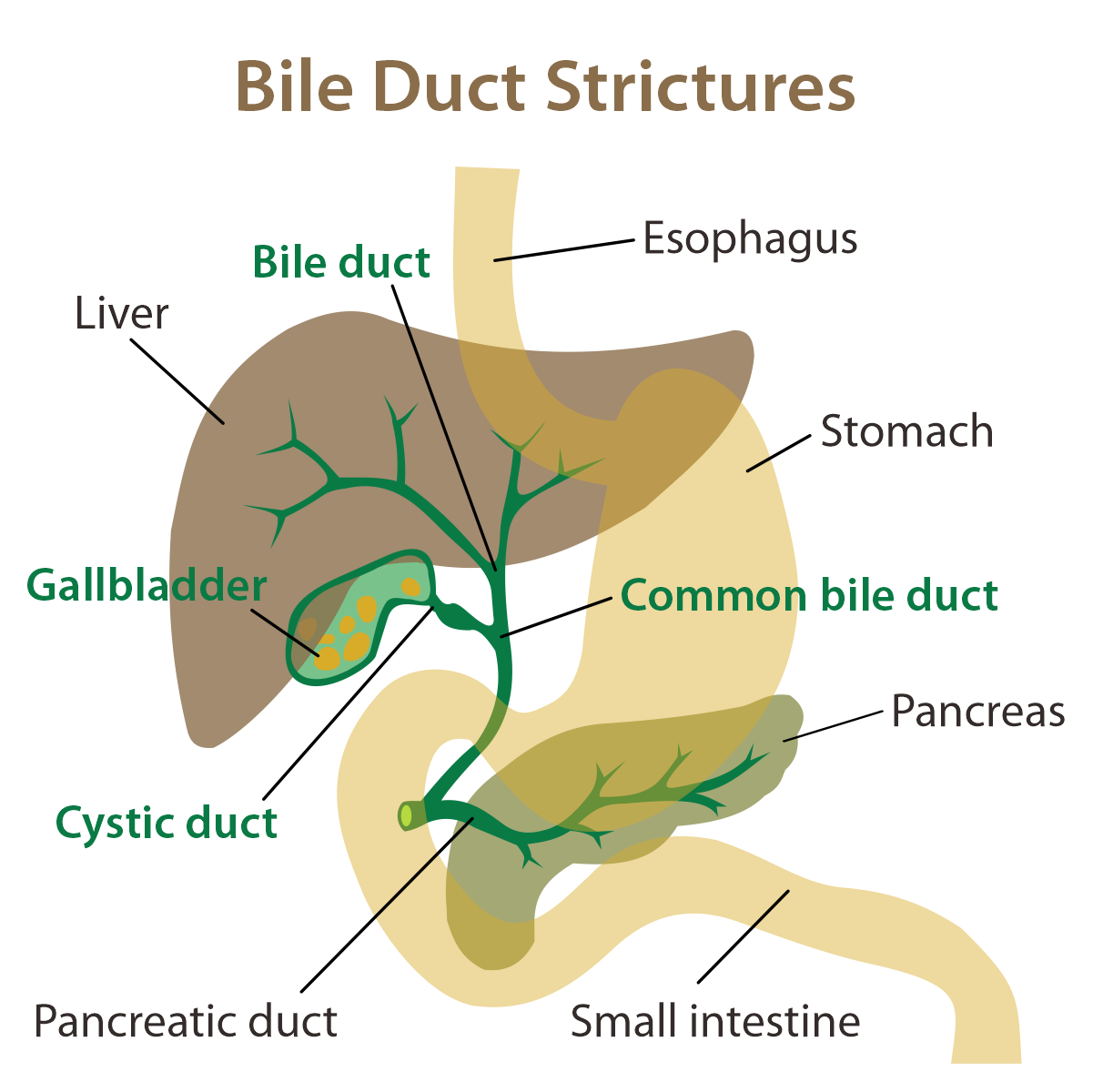 Duct-Bile.png