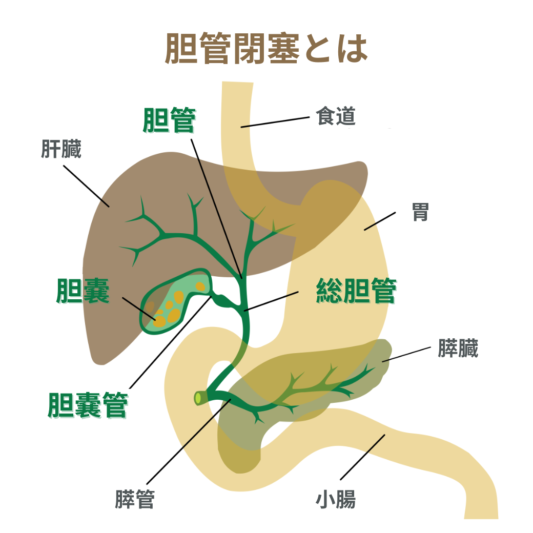 Duct-Bile.png