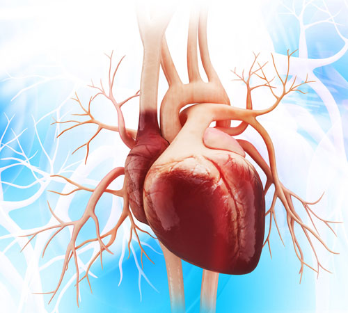 10-Incredible-Facts-about-the-Human-Heart-500-450-(2).jpg 10-Incredible-Facts-about-the-Human-Heart-500-450-(2).jpg