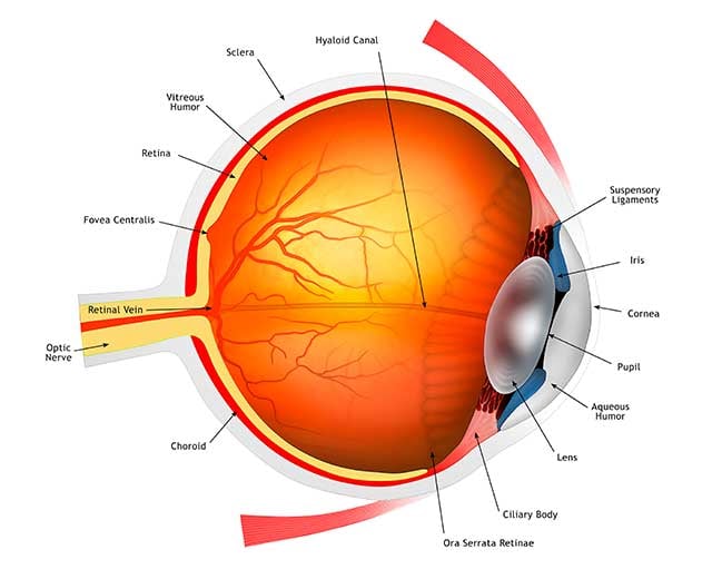 conjunctiva-640x520.jpg