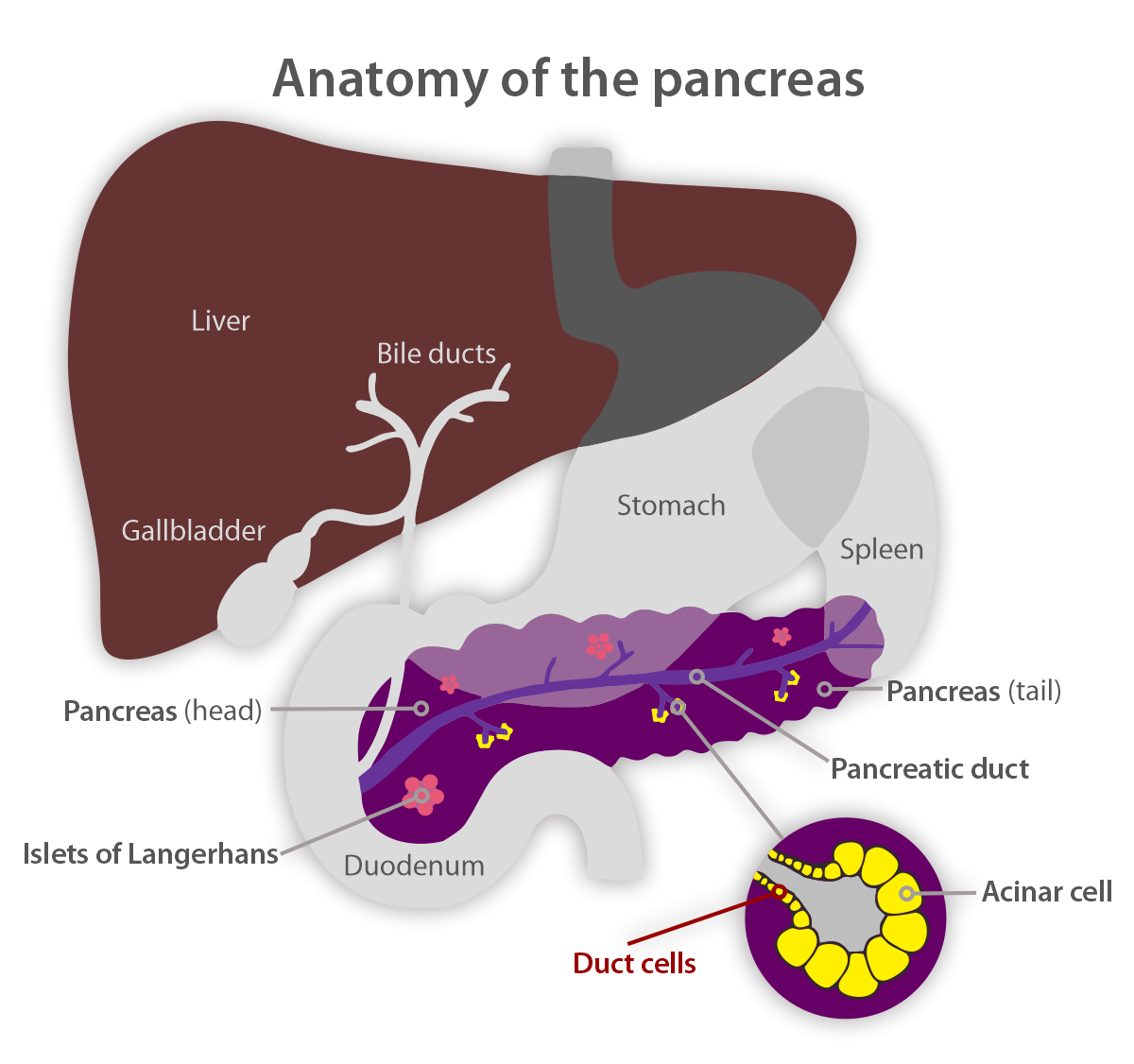 pancreas-anatomy.png